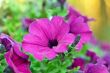 Petunia flower