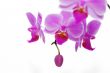 A rose orchids