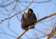 Curious jackdaw