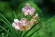 Vanda, Orchid