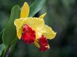 Cattleya, Orchid