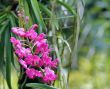 Vanda, Orchid