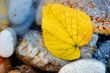 Yellow leaf