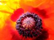 Vidrant poppy