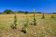 Four mullein