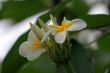 Frangipani (Plumeria)