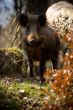 Wild boar