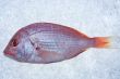 gilthead