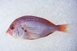 gilthead