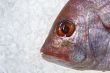 gilthead