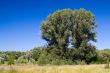 Large poplar