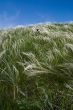 Feather grass