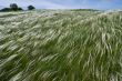 River of feather grass