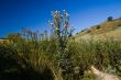 Meadow vegetation