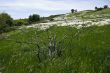 Dry bush