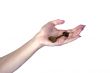 feminine hand