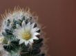 Flower of a cactus