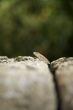 head of lizard