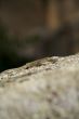 lizard