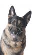 police dog on white background