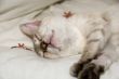 Sleeping kitten