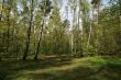Moscow. In the spring forest