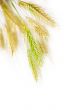 Wheat