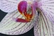 Orchid flower