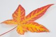Autumn leaf