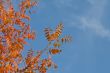 Autumn leaves