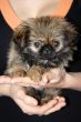 small puppy