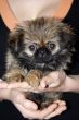 small puppy