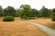 Lawn and bush