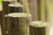 Line of wooden beams