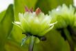 Green dahlia flowers
