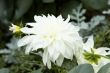 Blooming dahlia flower