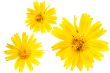 Yellow marguerite