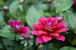 Blooming dahlia flowers