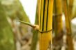 Bamboo