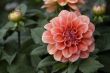 Pink and red dahlia flowers
