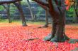 Maple