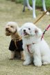 Two adorable dogs