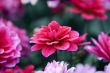 Blooming dahlia flowers