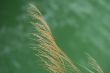 Bulrush
