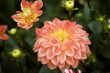 Blooming dahlia flowers
