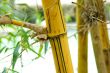 Bamboo