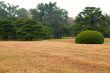 Lawn and bush