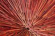 Decorative with stalks