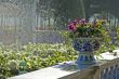 Pots of flowers