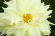 Blooming dahlia flower